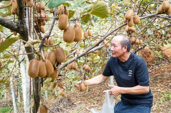 春安配资 荒山变果园！普安农商银行：金融助力创业者“甜蜜蜕变”